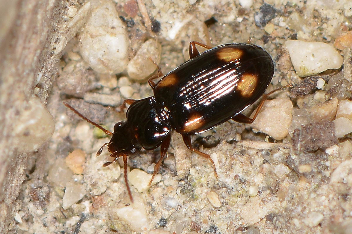 Carabidae: Elaphropus sp.?  No, Tachyura sp.